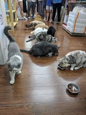 愛貓園寵物用品
