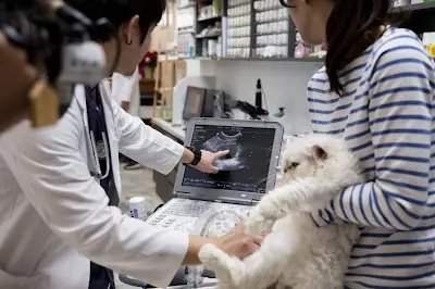 培安動物醫院