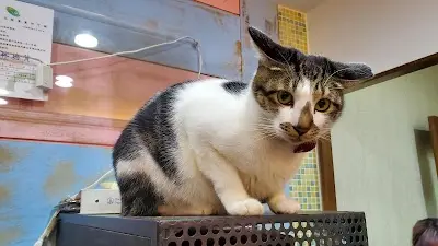 凱亞動物醫院