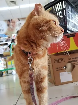 不是寵物店-大里店