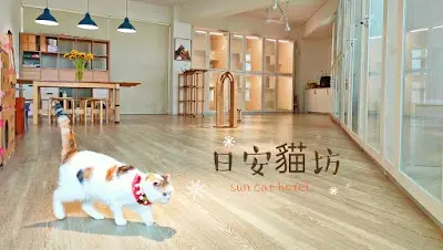 日安貓坊-貓住宿/美容；塔羅/靈氣