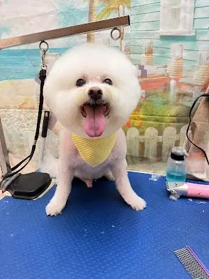 布比寵物澡堂