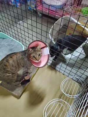 高品動物醫院