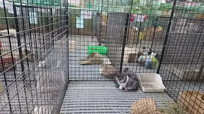 台灣流浪兔保護協會