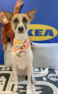 沐恩寵物美容 Moon pet grooming