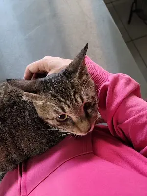 和泉動物醫院
