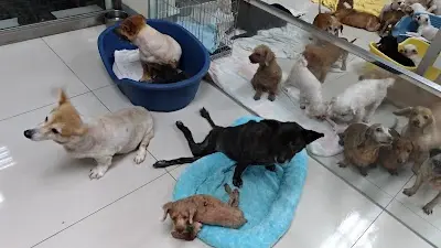社團法人高雄市關懷流浪動物協會