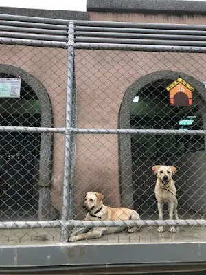 動物之家南屯園區