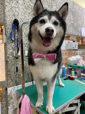 寶貝屋寵物美容