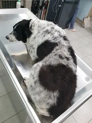 水上動物醫院