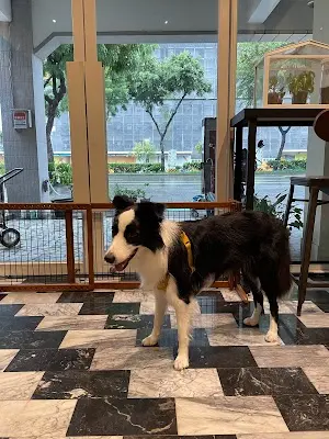 史溫托爾寵物旅館