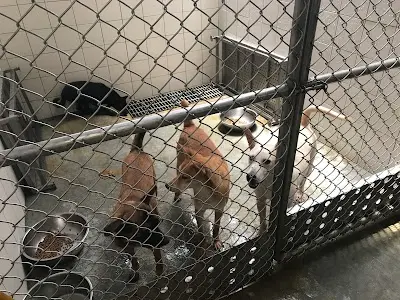 新店動物之家
