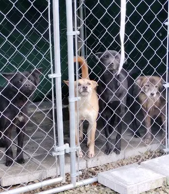 ACT for Animals社團法人台灣愛克特動物重生救援協會 The deN 狗狗園區