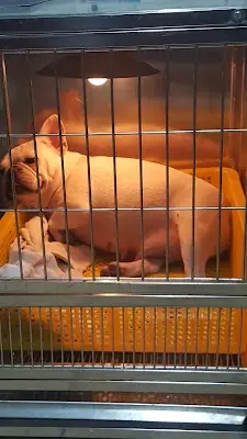 特寵業繁字第：I1090050號-00