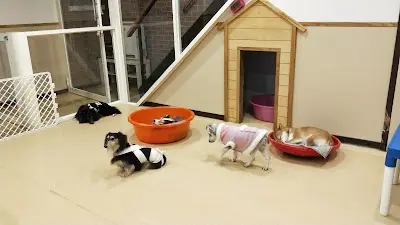 狗狗好乖寵物旅館