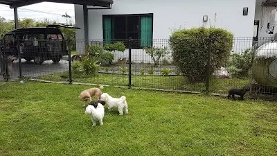 羅東樂奇寵物美容