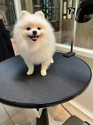可可寵物美容spa坊