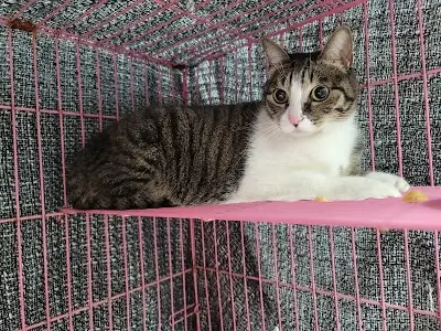 新北市八里動物之家