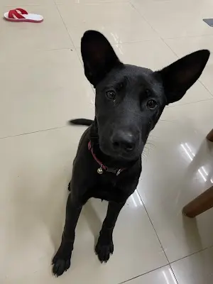 玉里動物醫院