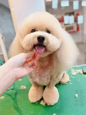 米咕寵物美容