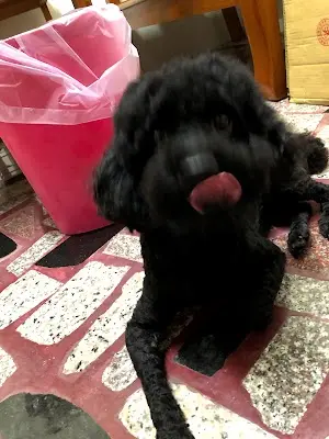 黃文志動物醫院