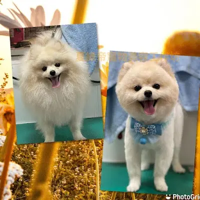 夏綠帝寵物美容工作坊