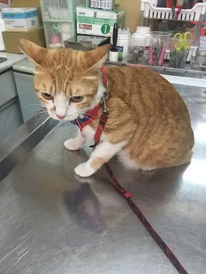 大順動物醫院