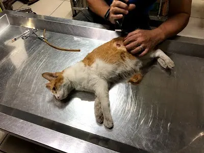 源明動物醫院 #晚間現場掛號至20:30