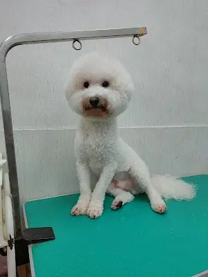 汪旺寵物美容