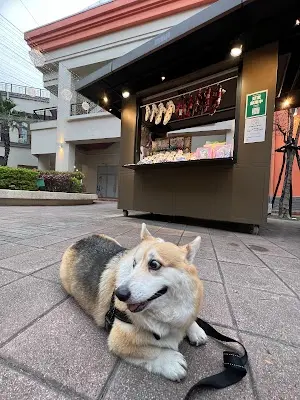 探狗喵 毛孩選物店