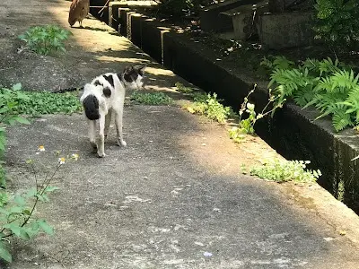 新北市政府動物保護防疫處