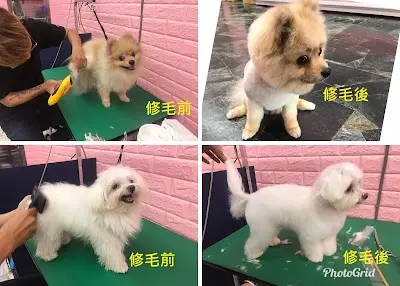 萌貴妃寵物美容