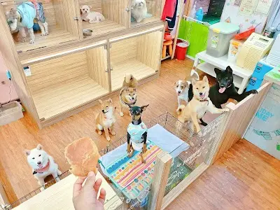 啾咪Jumi寵物美容/毛小孩旅館