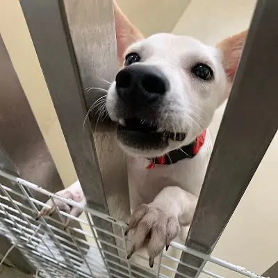 嘉義市動物保護教育園區