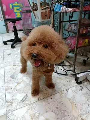 哈妹寵物美容工作室
