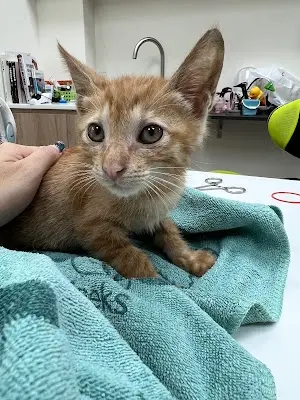 大森林動物醫院