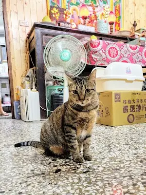 貓狗隊長(嘉義吳鳳店)