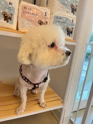 逗卡寵物生活館 - 新北林口推薦寵物住宿 寵物美容 寵物洗澡 寵物安親 寵物用品 寵物沙龍 寵物精緻修剪 人氣 狗狗洗澡 貓咪洗澡 好評 寵物spa 平價 推薦 優質 首選 評價 專業