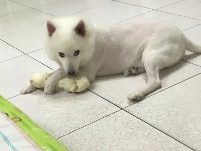 凱旋動物醫院 24小時急診(貓 狗 鼠 兔子 鳥) 鸚鵡 倉鼠 天竺鼠 刺蝟 蜜袋鼯 烏龜 龍貓 守宮 特寵專科 健康檢查-鳥醫院-鼠醫院-兔子醫院