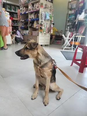 永坤動物醫院