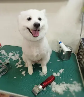凱葳寵物美容