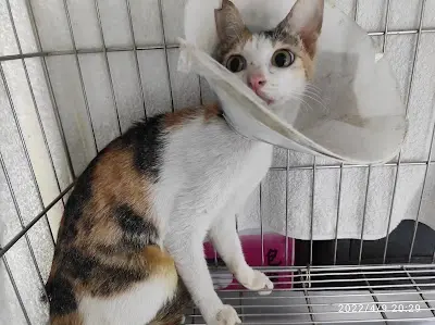 加州動物醫院(高雄)
