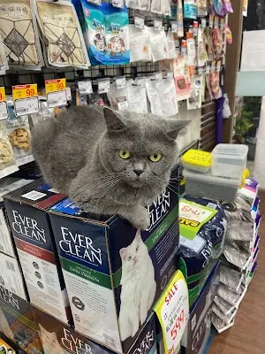 貓狗隊長(嘉義仁愛店)