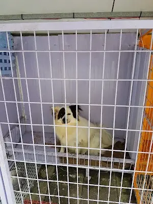 飛翔蜜境-社團法人台灣莉丰慧民V關懷動物協會