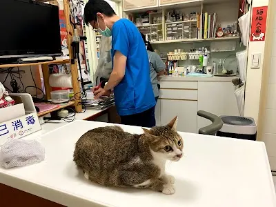 全邑動物醫院