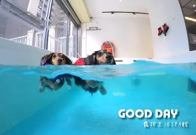 竹北寵物旅館–Good Day–狗狗游泳、貓旅館、寵物美容「貓、狗、鼠、兔相關〞住宿服務」