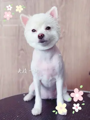 光復一號寵物SPA工作室