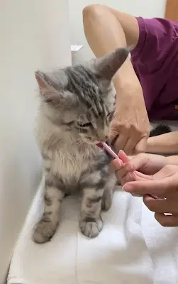 小伴動物醫院-嘉義獸醫推薦|寵物X光|動物洗牙|寵物骨外科|寵物健康諮詢|專業動物醫療