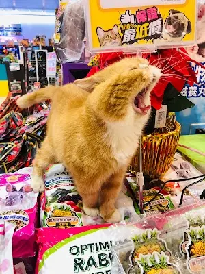 藍世界水族寵物城 頭份店