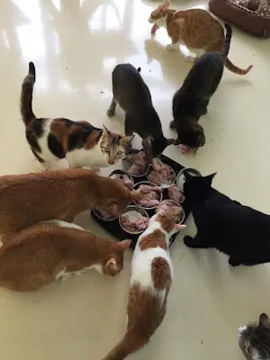 社團法人台灣愛克特動物重生救援協會